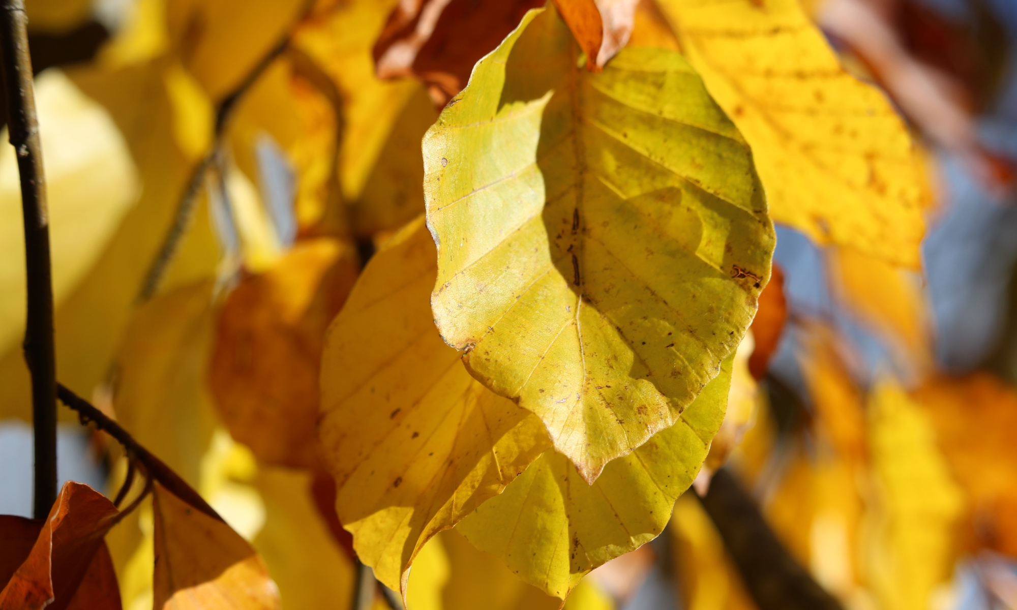Burnout Graz Salzburg Symptome Test Prävention Stufen